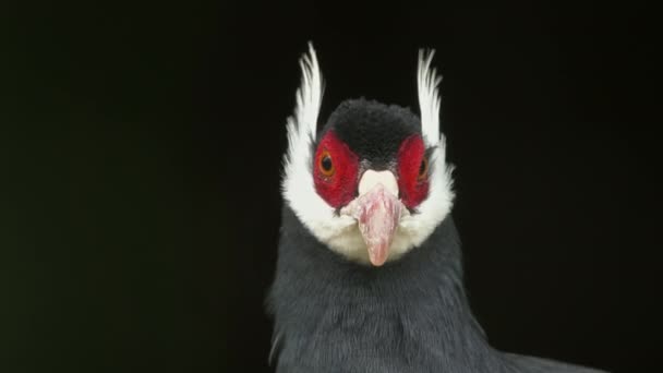 Brown Eared Pheasant Crossoptilon Psianidae — 비디오