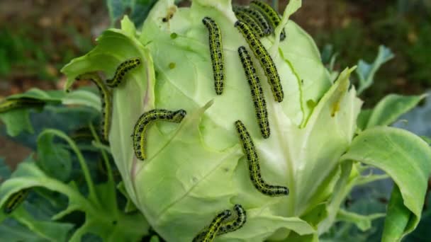 多くの毛虫がキャベツの葉を食べ 4Kをタイムラプス — ストック動画