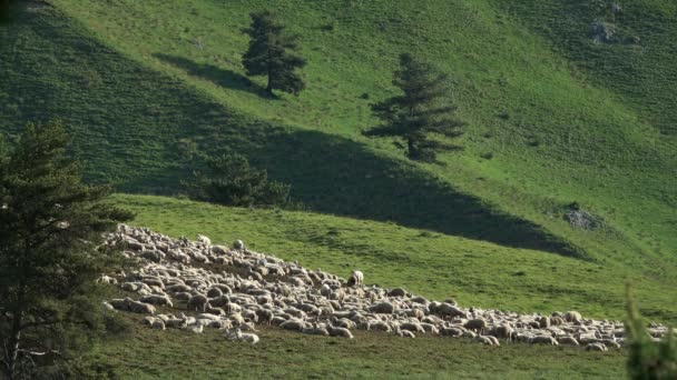 コーカサス山脈 4Kの羊の放牧の群れ — ストック動画