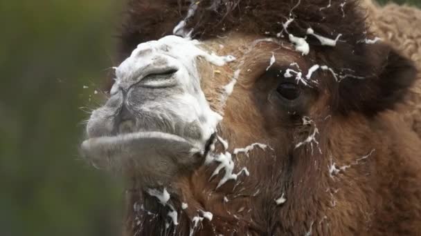 Irritado Macho Bactrian Camelo Com Espuma Boca — Vídeo de Stock
