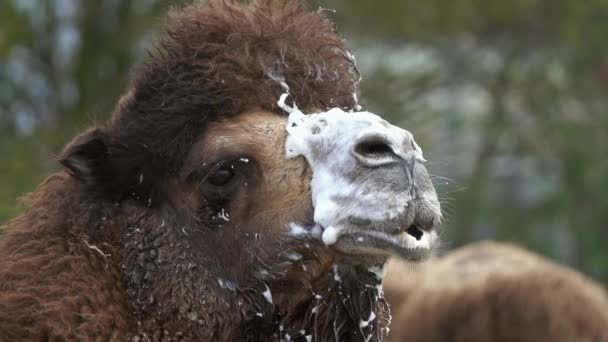Θυμωμένο Αρσενικό Καμήλα Bactrian Αφρό Στο Στόμα — Αρχείο Βίντεο
