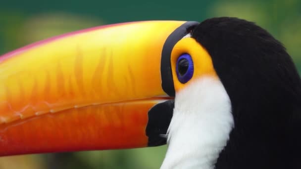 Exotic Toco Toucan Ramphastos Toco Bird Close Портрет — стокове відео