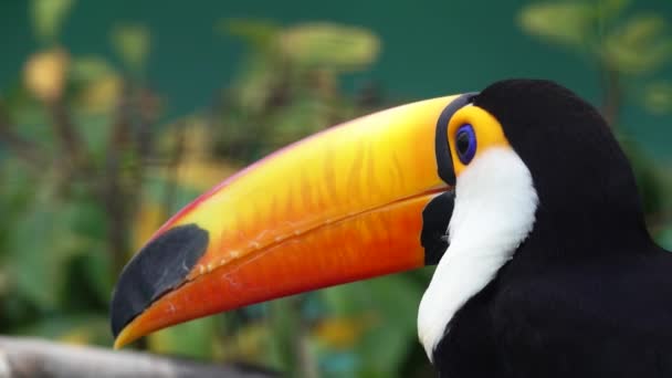 Retrato Cerca Pájaro Exótico Toco Toucan Ramphastos Toco — Vídeo de stock