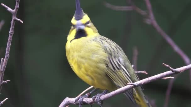 Sarı Kardinal Kuşu Gubernatrix Cristata Dal Üzerinde — Stok video