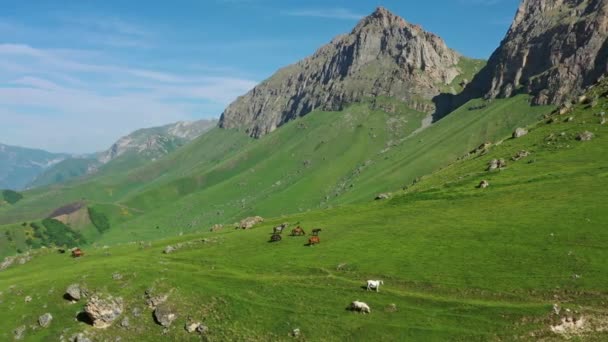 Aeriană Jurul Valorii Vedere Turmă Cai Pășunând Munți Vară — Videoclip de stoc