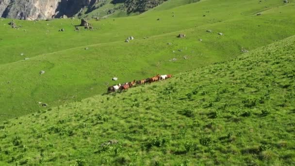 Вид Воздуха Стадо Лошадей Пасущихся Горах Летом — стоковое видео
