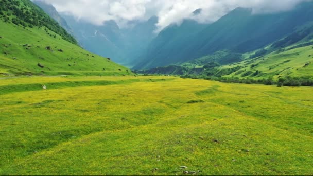 野の花の牧草地やコーカサス山脈 4Kのビュー — ストック動画