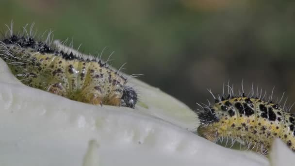 Tırtıllar Yakın Planda Lahana Yapraklarını Yerler Makro Şat — Stok video