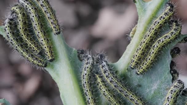 Lot Caterpillars Close Eat Leaves Cabbage — Stock Video
