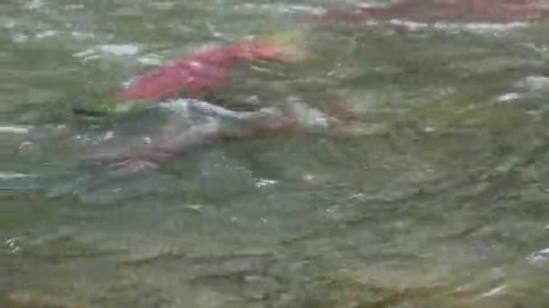 Σολομός Του Είδους Spawning Sockeye Oncorhynchus Nerka Στο Ποτάμι Kamchatka — Αρχείο Βίντεο