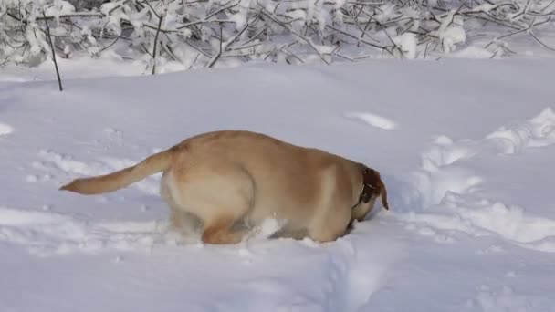 Labrador Henter Unge Hunder Som Leker Utendørs Snø Vinteren – stockvideo