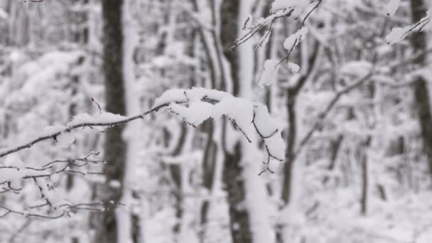 Bellissimo Paesaggio Con Rami Innevati Nella Foresta Invernale — Video Stock