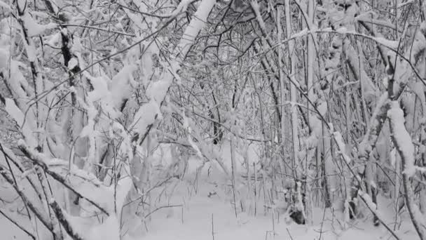 Bela Paisagem Com Galhos Cobertos Neve Floresta Inverno Zoom Vista — Vídeo de Stock