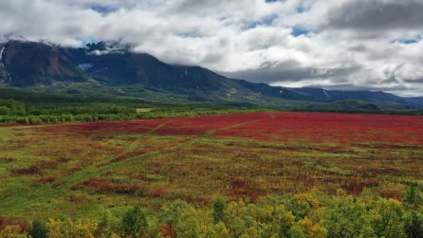 Flores Florecientes Iván Sauce Hierba Cerca Del Volcán Vachkazhets Península — Vídeo de stock