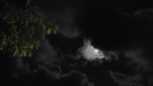 雲と木の枝 4Kのシルエットの後ろに満月と空の夜の風景 — ストック動画