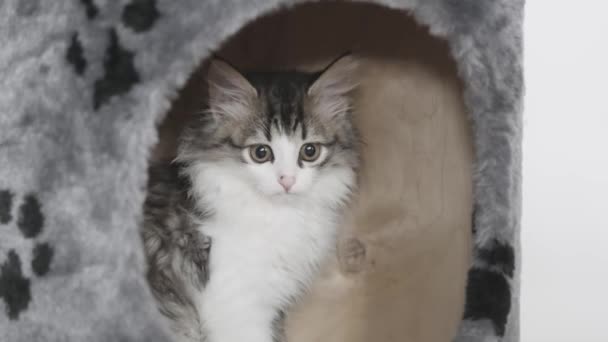 Funny Siberian Gatito Pelo Largo Jugando Torre Para Gatos Fondo — Vídeo de stock