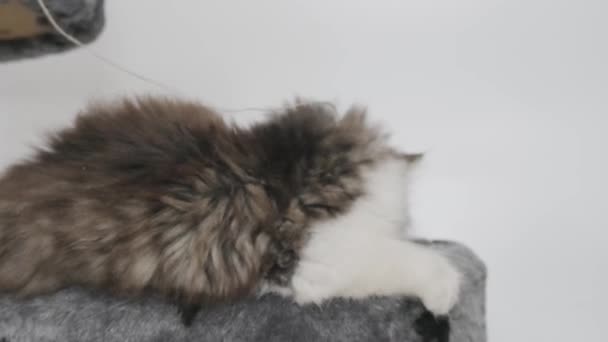 Funny Siberian Longhaired Kitten Playing Tower Cats White Background — Stock Video