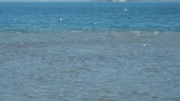 Saumon Rouge Frayer Sur Lac Kuril Les Mouettes Péninsule Kamchatka — Video