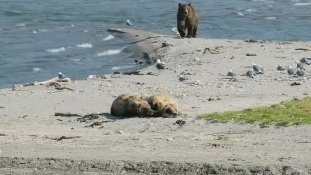 Bruine Beren Aan Het Meer Kamchatka Rusland — Stockvideo