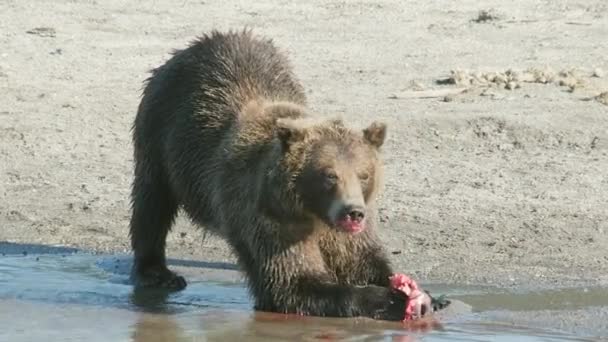 Brunbjörn Äter Fångad Lax Kamtjatka Ryssland — Stockvideo