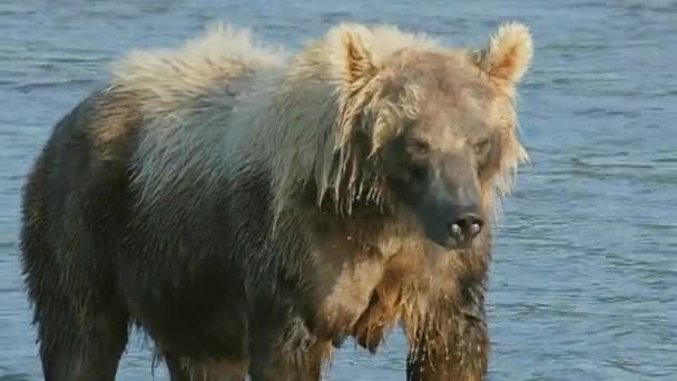 Коричневі Ведмеді Риби Річці — стокове відео