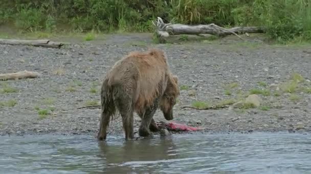 Sick Thin Brown Bear Fishes River — Stock Video