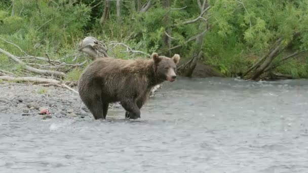 Orso Bruno Pesci Nel Fiume — Video Stock