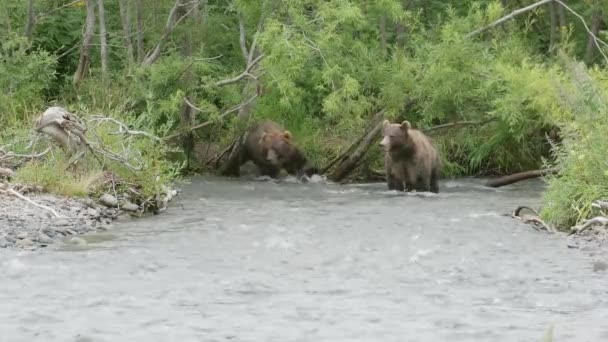 Orsi Bruni Caccia Pesce Salmone Nel Fiume Foresta Kamchatka Russia — Video Stock