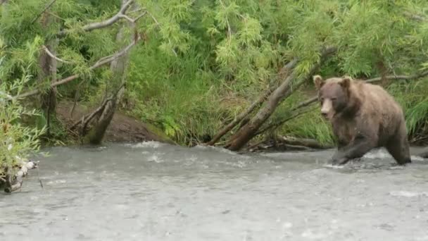 Коричневі Ведмеді Полюють Лосося Воді Ловлять Рибу Камчатку Росія — стокове відео