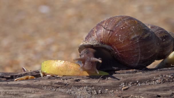 吃苹果果的非洲巨型蜗牛 贝斯科 阿卡蒂纳 富里卡 阿卡查蒂纳 — 图库视频影像
