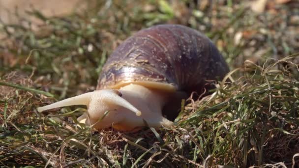 草上的非洲巨型蜗牛 贝斯科特 阿卡蒂纳 富里卡 大角藻 — 图库视频影像
