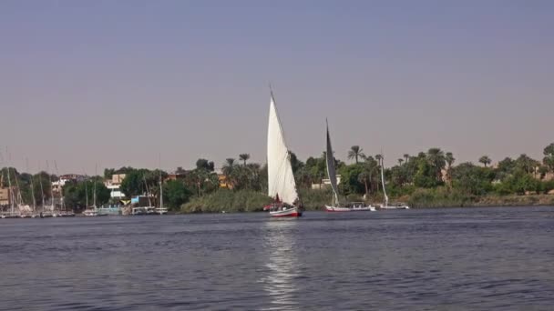 Barco Egipcio Felucca Navegando Largo Del Río Nilo Asuán — Vídeo de stock