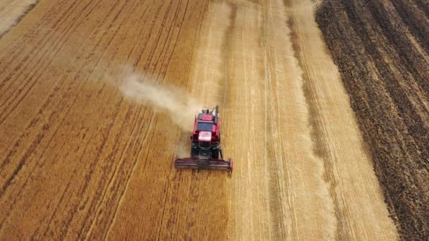 黄金の小麦畑で作業するコンバイン収穫機の空中図 — ストック動画