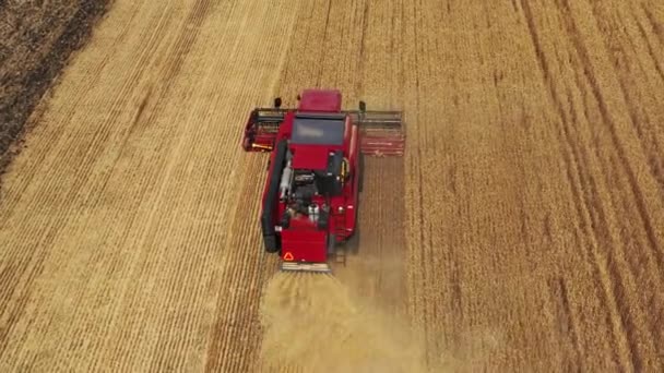 黄金の小麦畑で作業するコンバイン収穫機の空中図 — ストック動画