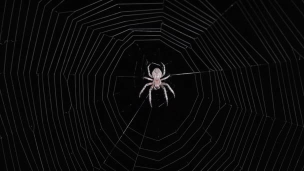 Spider Zit Nachts Het Web — Stockvideo