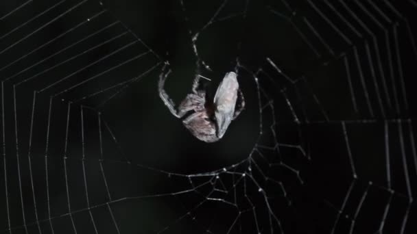 Spindeljakt Nätet Natten Och Äta Byten — Stockvideo
