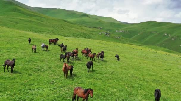 夏の斜面の牧草地に馬の放牧の群れの空中ビュー — ストック動画