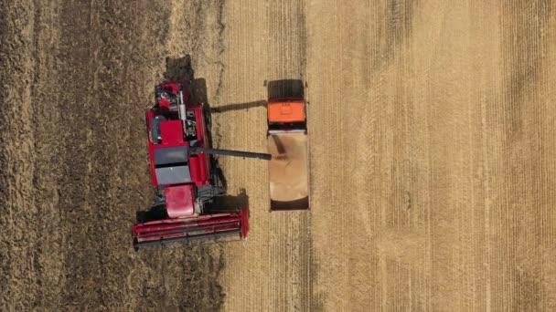 Aerial Top View Combine Harvester Pours Threshed Grain Back Truck — Stock Video
