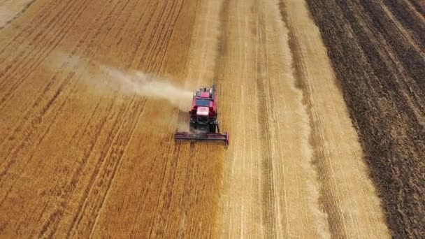 Вид Повітря Комбайн Працює Полі Золотої Пшениці — стокове відео