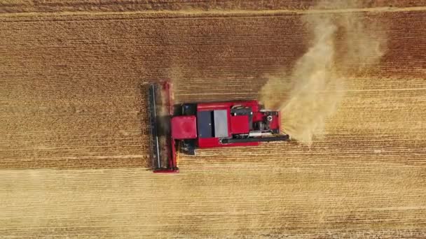 Aerial Top View Combine Harvester Working Golden Wheat Field — Stock Video