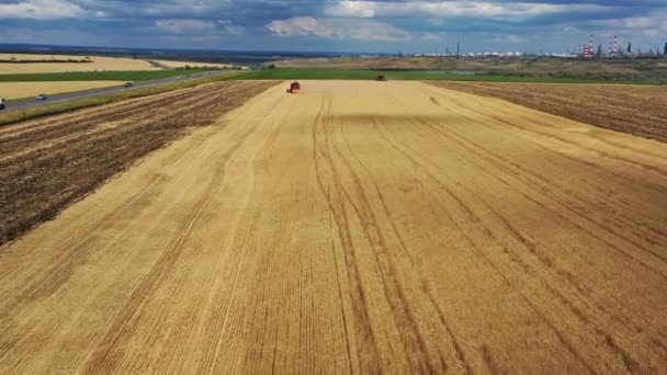 Widok Lotu Ptaka Kombajnu Zbożowego Pracującego Złotym Polu Pszenicy — Wideo stockowe