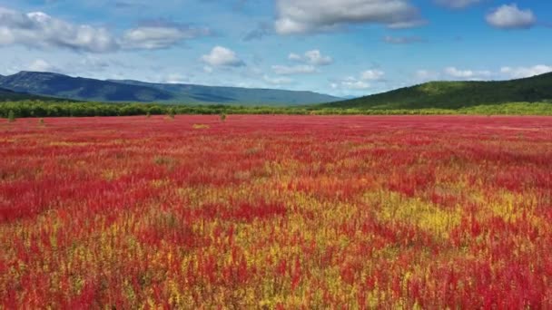 Çiçeklerin Üzerinde Uçan Ivan Çayı Kamçatka Yarımadasında Söğüt Bitkisi — Stok video