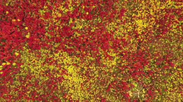 Πετώντας Πάνω Από Βόρεια Κόκκινα Λουλούδια Και Κίτρινο Γρασίδι Φόντο — Αρχείο Βίντεο