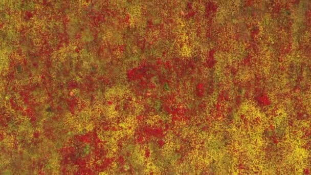 北の赤い花と黄色の草の背景 カムチャツカ ロシア 4Kの空中トップビュー — ストック動画