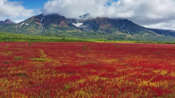 Voando Sobre Flores Florescentes Ivan Chá Erva Salgueiro Perto Vulcão — Vídeo de Stock