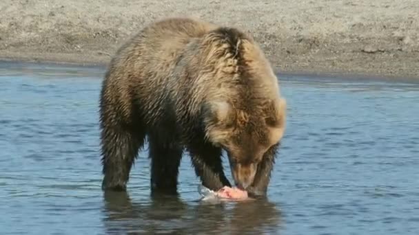 Urso Pardo Comendo Salmão Pego Kamchatka Rússia — Vídeo de Stock