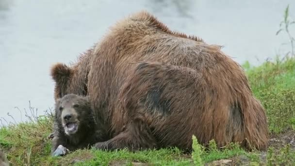 Brun Björnhona Och Ungarna Ligger Gräset Kamtjatka Ryssland — Stockvideo