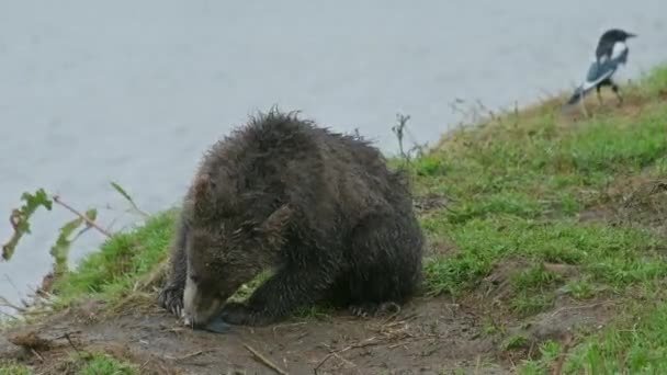 Καφέ Αρκούδα Cub Eatig Fish Kamchatka Ρωσία — Αρχείο Βίντεο