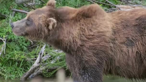 川の近くの森の中の大きな熊 — ストック動画