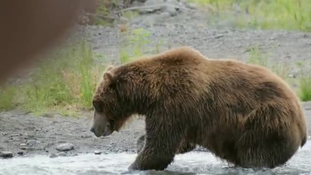 俄罗斯堪察加半岛 大棕熊在水里猎捕鲑鱼 并捕获鱼 — 图库视频影像